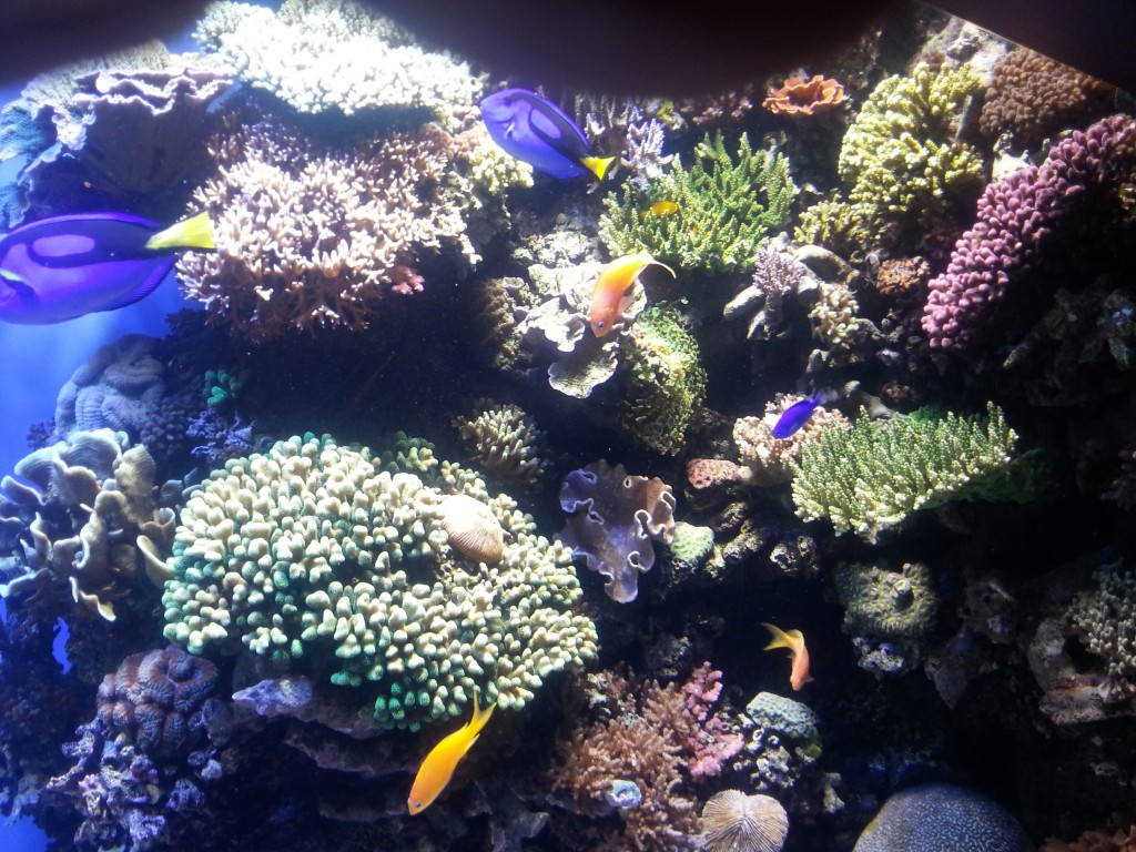 color fish plants