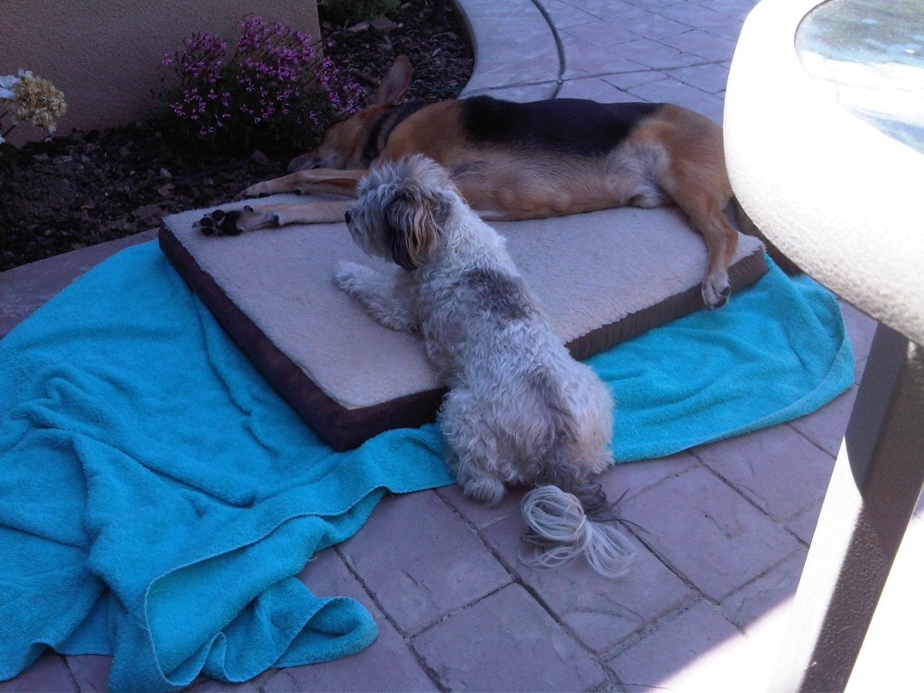Riley & Little He beat the heat together on patio