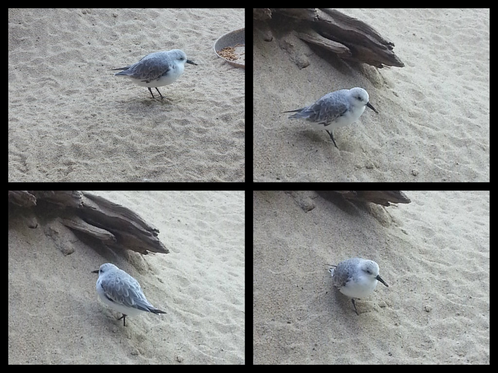 Seabird collage