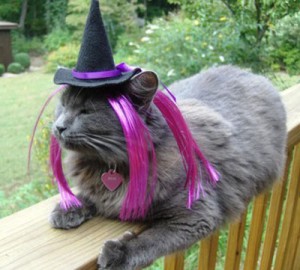 cats-dogs-halloween-costumes-10262011-13
