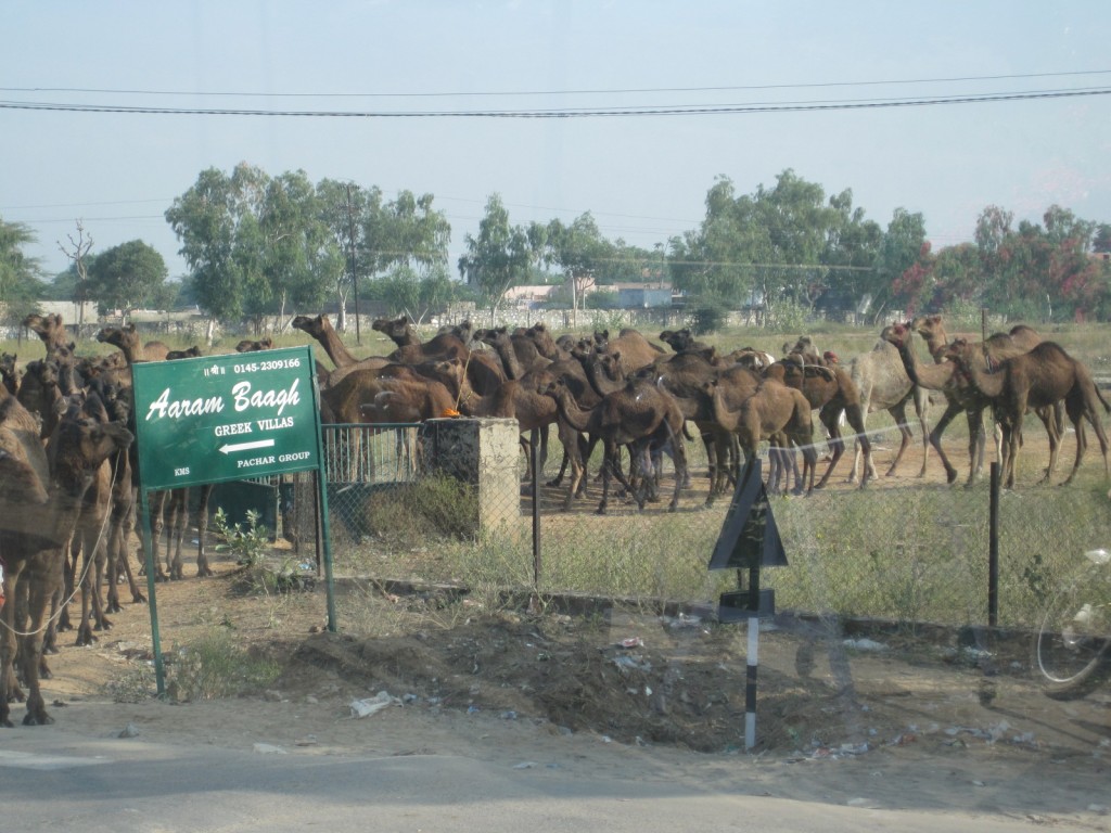 camel herd2