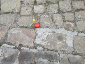 cobblestone tom flower gratteri