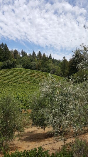 Byington vines