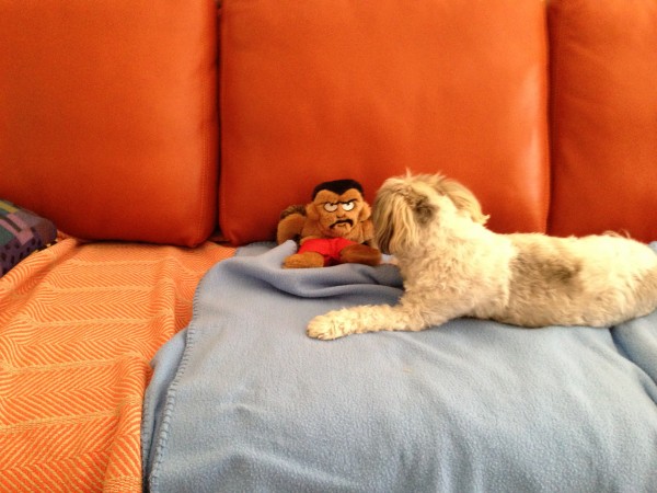 Ri and toy2
